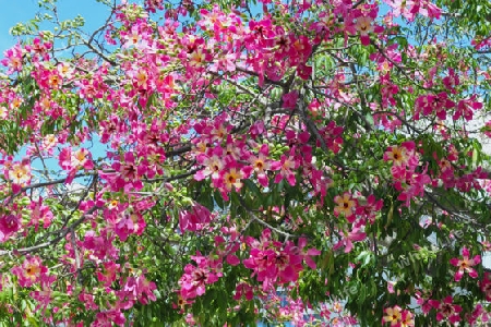 Florettseidenbaum - Chorisia speciosa