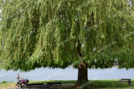 Baum am Rheinufer