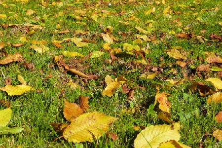Autumn leaves lying in the grass - Herbstlaub im Gras liegend
