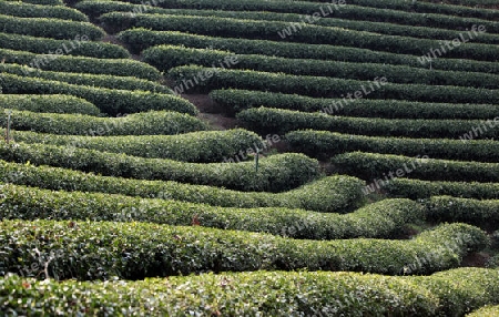 Die Landschaft mit Tee Plantagen beim Bergdorf Mae Salong in der Huegellandschaft noerdlich von Chiang Rai in der Provinz Chiang Rai im Norden von Thailand in Suedostasien.