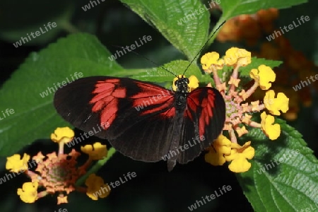 Schmetterling in Schwarz Rot