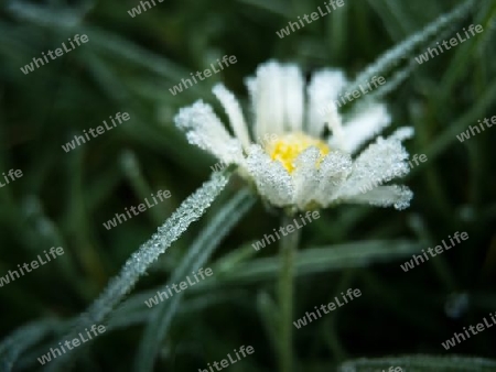 G?nseblume Frost 2