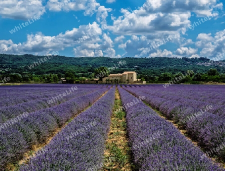 Lavendelfeld. Provence.