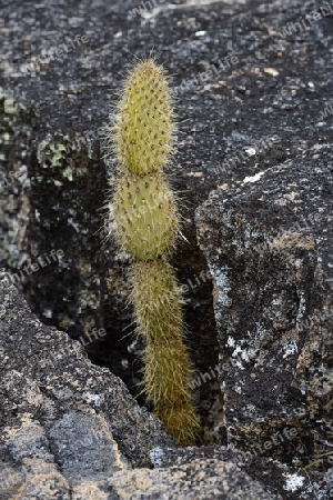 junge Opuntien ( Opuntia echios) wachsen in Felsspalten,  Insel Isabela,  Galapagos , Unesco Welterbe, Ecuador, Suedamerika
