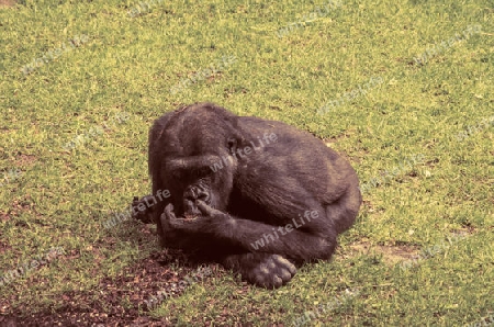 Schimpanse auf Gras