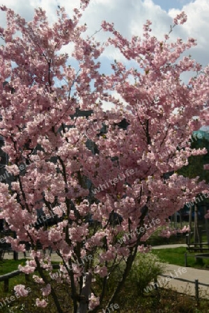 Zierkirschblüte in der Gartenstadt Drewitz