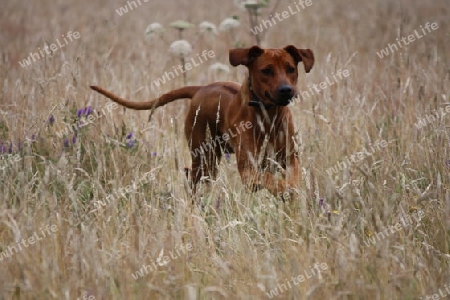 Rhodesian Ridgeback , der Hund der aus dem Feld kam