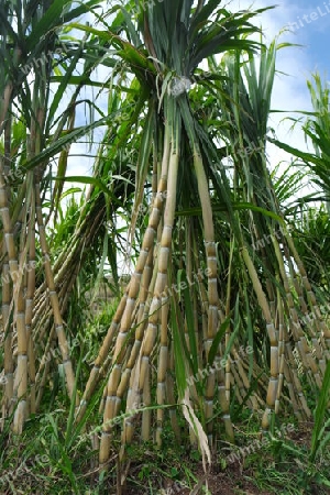 Zuckerrohr auf Madeira