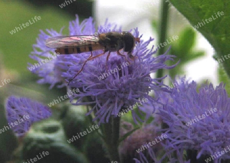 Wespe auf lilla Blume