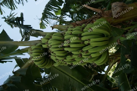 Bananenstrauch