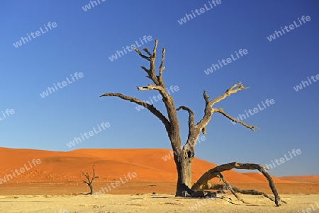 Kameldornb?ume (Acacia erioloba), auch Kameldorn oder Kameldornakazie  im ersten Morgenlicht ,  Namib Naukluft Nationalpark, Deadvlei, Dead Vlei, Sossusvlei, Namibia, Afrika