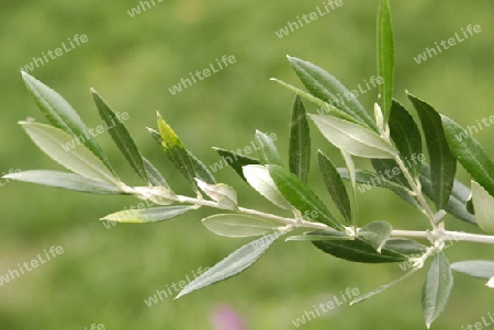 Olive twig