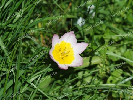 Seerosen-Tulpe im Gras