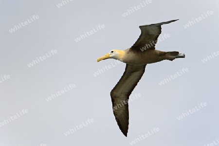 Galapagos Albatros (Diomedea irrorata), im Flug, Insel Espanola , Galapagos, Unesco Welterbe, Ecuador, Suedamerika,  Pazifischer Ozean
