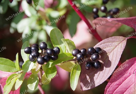 Herbstliche Hecke mit schwarzen Beeren