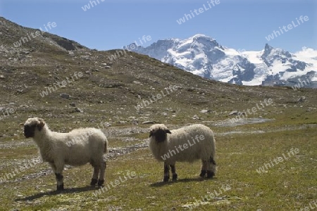 Breithorn und Schafe