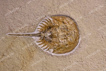 Fossil versteinert uralt