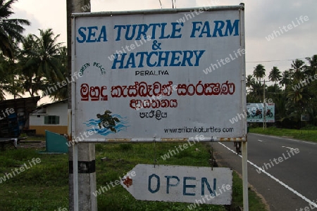 Meeresschildkr?ten Auffangstation in Sri Lanka
