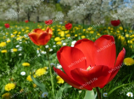 Streuobstwiese mit Roten Tulpen 3