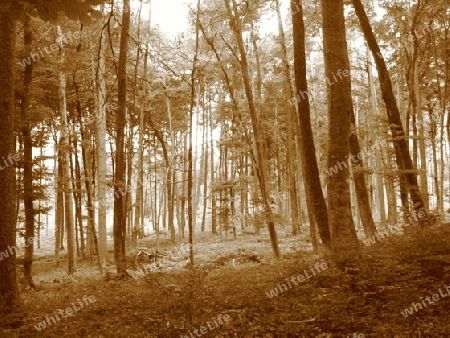 Wald Lichter Sepia