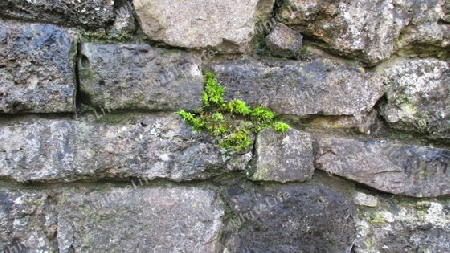 Mauer mit Moos  in weimar