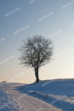 winterliche Szene mit einsamem Baum