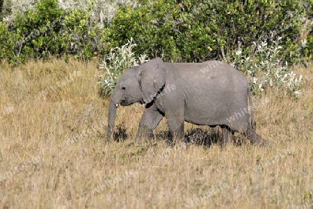 Elefant (Loxodonta africana) Jungtier, am fruehen Morgen,  Masai Mara, Kenia, Afrika