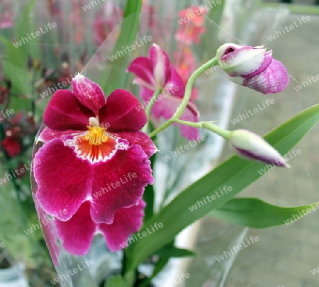 rot-bunte Orchideen