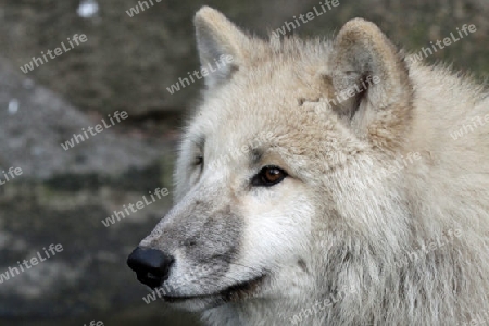 Wolf 011