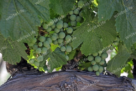 Weintrauben an einem Weinstock im Napa Valley, Kalifornien, USA