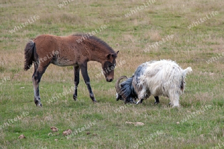 Der S?den Islands, Islandpferde auf der Weide, ein neugieriges Fohlen und eine streits?chtige Island-Ziege