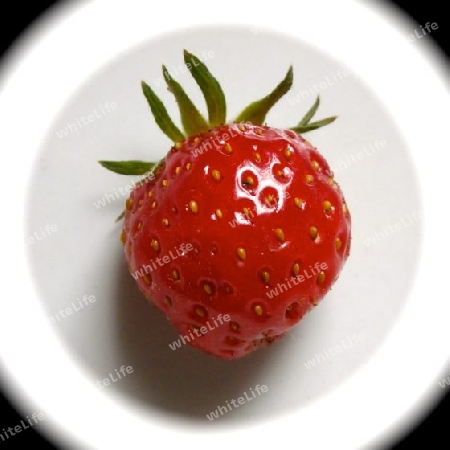 Erdbeere P6150552-2