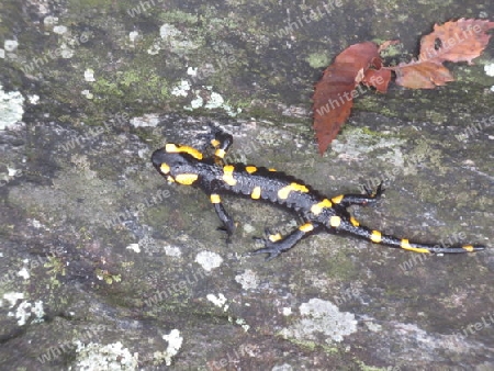 Salamander, Kriechtier