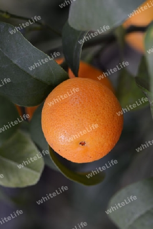 Orange (Citrus spec.) an einem Orangebaum
