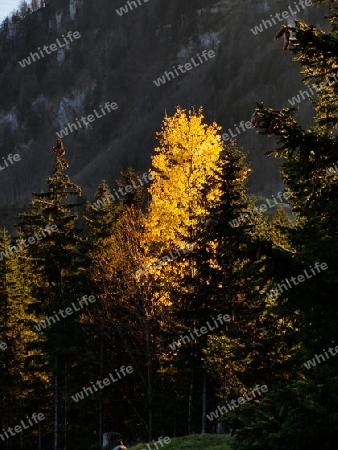 Herbstbaum im Sonnenlicht