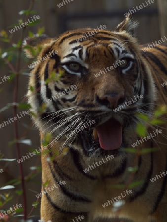 ausdrucksstarker Tiger