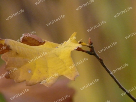 Eichenblatt Herbst P1240903