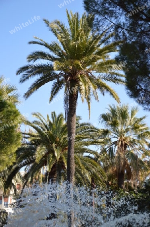 Palme hinter Springbrunnen