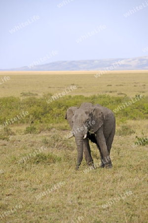 Afrikanischer Elefant (Loxodonta africana), halbwuechsiges Maennchen in der Landschaft der  Masai Mara, Kenia, Afrika