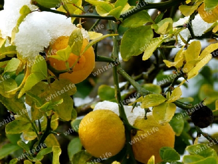 Zitronen am Zweig mit Schneehaube