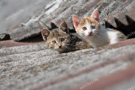 Junge Katzen auf dem Dach einer alten Scheune