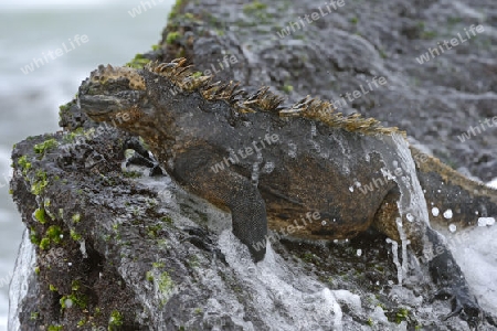 Meerechse (Amblyrhynchus cristatus), Unterart der Insel Isabela, wird von Brandung umspuelt, Puerto Villamil,  Galapagos , Unesco Welterbe, Ecuador, Suedamerika