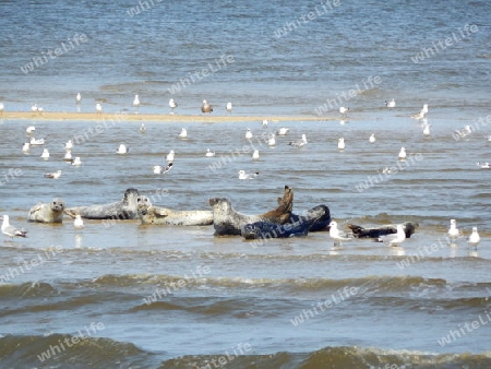 Seehunde faulenzen auf Sandbank