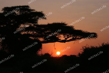 Sonnenuntergang in der afrikanischen Steppe