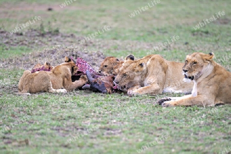 L?wen, L?we, L?wenfamilie (Panthera leo), frisst erbeutetes Topi (Damaliscus lunatus), Masai Mara, Kenia, Afrika