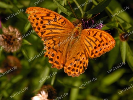 Schmetterling - Kaisermantel