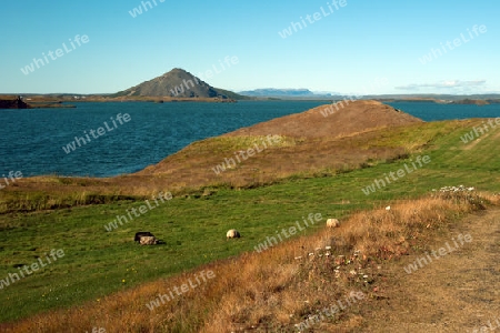 Der Nordosten Islands, Blick auf das Nord-Ost-Ufer des Myvatn-See, weidende Schafe im Vordergrund 