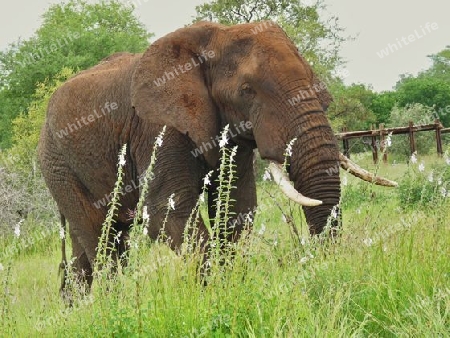 Elefantenbulle im Gras