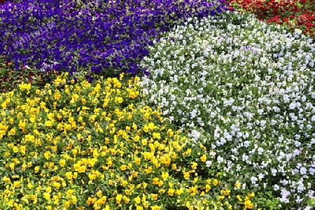 Beautiful flowers in a european garden in different colors.