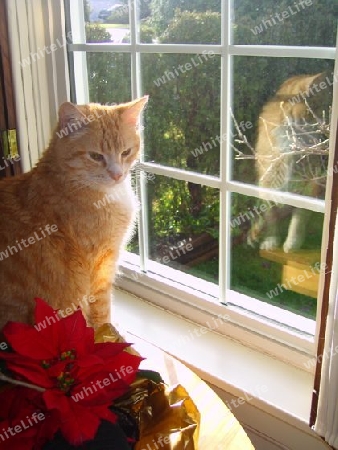 Ginger Cat at Window